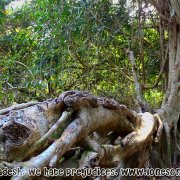 Tengragiri Wildlife Sanctuary